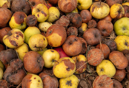 Old rotten apples as background.の写真素材