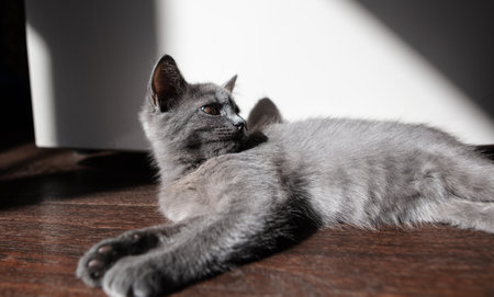 Kitten on the floor in the room in the sun. Petの写真素材