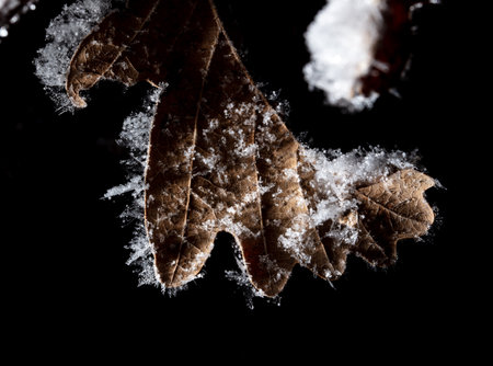White snowflakes on a dry leaf of a tree isolated on a black background. close-upの写真素材
