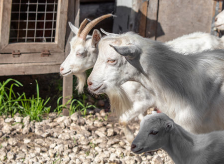 Portrait of a goat on a farm. animalの写真素材