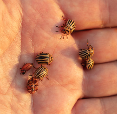 Colorado potato beetles on hand. Macroの写真素材