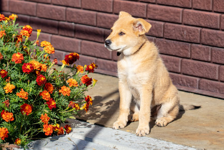 Portrait of a dog near flowers. animal