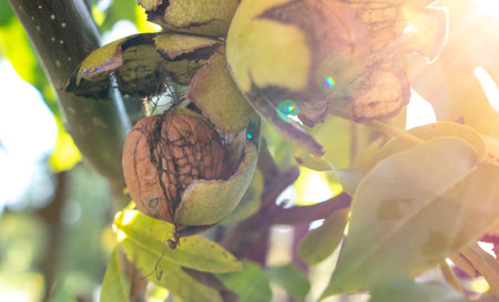 Ripe walnut on the branches of a tree. Nature