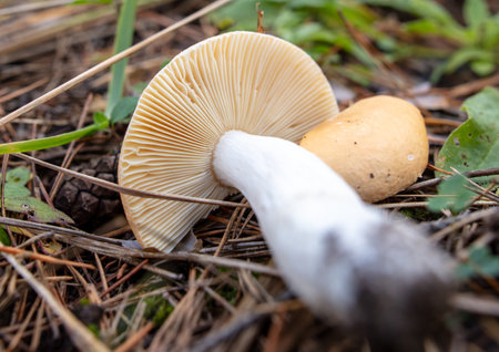 Toadstool mushroom grows in the ground in the forest. Natureの写真素材