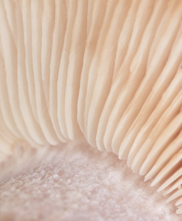 Mushroom view under the cap as a background. Macroの写真素材
