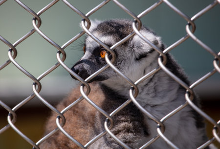 Portrait of a lemur in a zoo cage. close-up