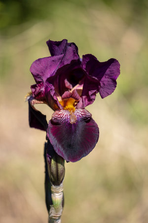Beautiful cattleya flower in nature. close-upの写真素材