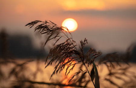 Reeds on the lake at sunset. Nature