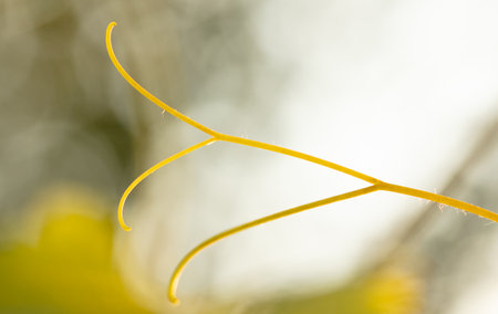 Mustache on a branch of grapes. Natureの写真素材