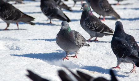 Pigeons in the snow in winter. Natureの写真素材