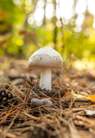 Toadstool mushroom grows in the ground in the forest. Nature