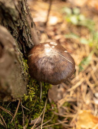 Toadstool mushroom on a stump. Natureの写真素材