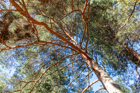 Pine forest as a background. Nature