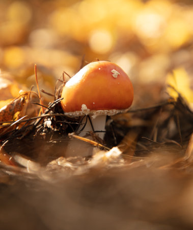 Not a edible mushroom in the woods. Natureの写真素材