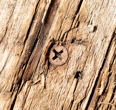 Old rusty screw screwed into the board. Macroの写真素材