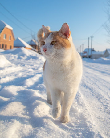 The cat is walking on a snowy road. Winterの写真素材