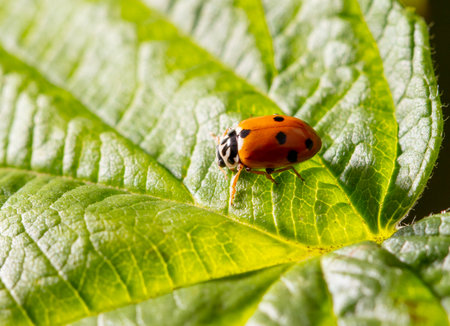 Ladybug beetle on a green leaf. Macro