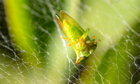 A small green insect in a spider in nature. Macroの写真素材