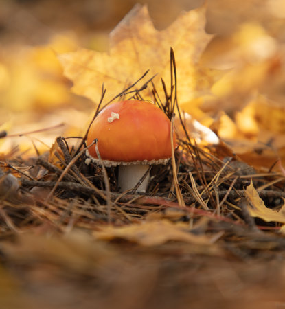 Not a edible mushroom in the woods. Nature