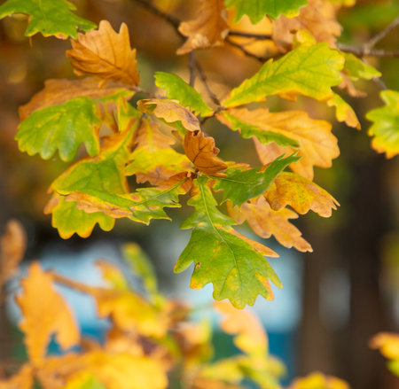 Leaves on an oak tree in autumn. Natureの写真素材