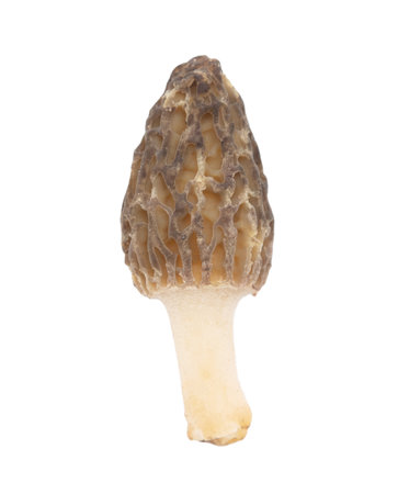 One morel mushroom isolated on white background. close-upの写真素材