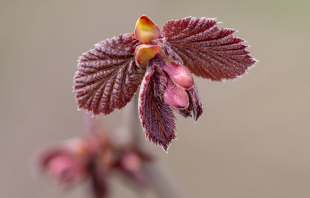 Red leaves on a tree branch in spring. nature.