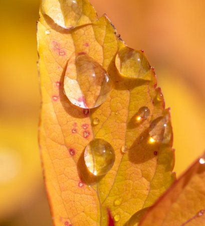 Raindrops on a yellow leaf of a plant. close-upの写真素材