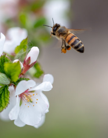 The bee flies near the flowers in spring. Macro