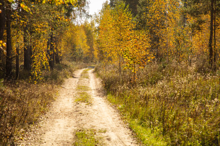 Dirt road in the forest in autumn. Nature