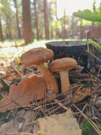 An edible mushroom in the forest. Natureの写真素材