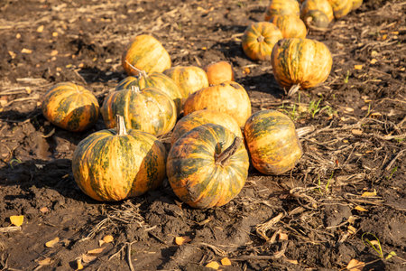 Ripe pumpkins lie on the ground in a field. Harvest