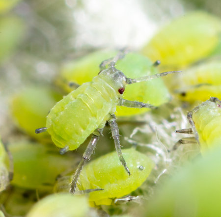 Small green aphids on a tree leaf. Macroの写真素材