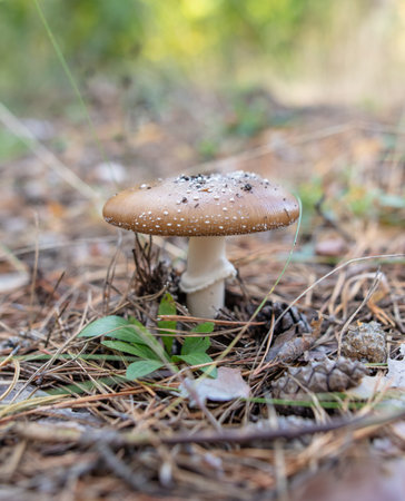 Toadstool mushroom grows in the ground in the forest. Natureの写真素材