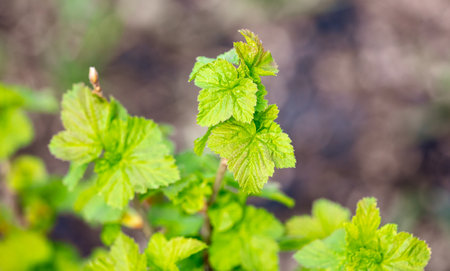 Green leaves on a currant plant in spring. Nature