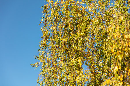 Yellow leaves on a birch tree in autumn. Natureの写真素材