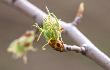 Opening bud on pear branch in spring. Natureの写真素材