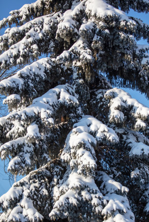 Branches of a coniferous tree in the snow. Winterの写真素材