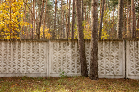 Concrete fence in the forest in autumn. Natureの写真素材