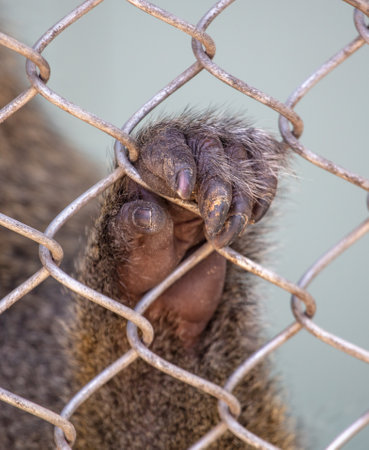 Monkey paw in a zoo cage. close-upの写真素材
