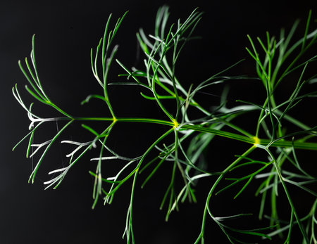Green dill isolated on black background. Natureの写真素材