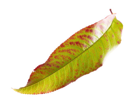 Autumn leaf from a tree isolated on a white background. close-upの写真素材