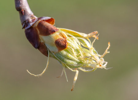 Opening bud with leaves on a pear branch. Natureの写真素材