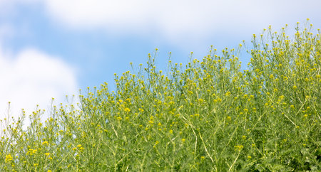 Yellow flowers against a blue sky. nature in summer