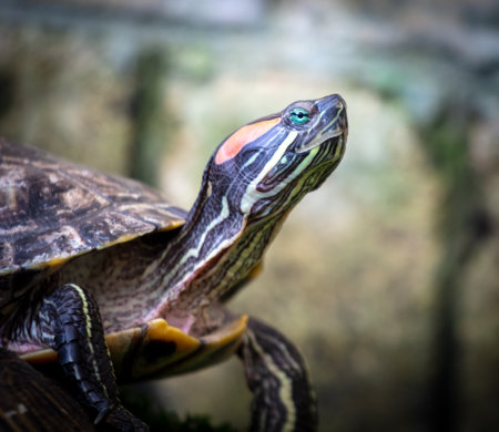 Turtle portrait in nature. close-upの写真素材