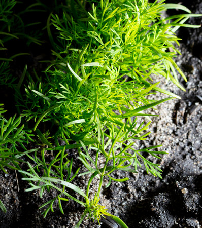 Young green dill grows in the ground. Natureの写真素材