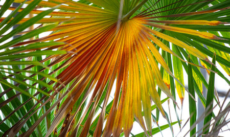 Green leaves of a palm tree in the park as a background. Nature