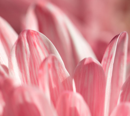 Petals of pink chrysanthemum flowers as background. close-upの写真素材