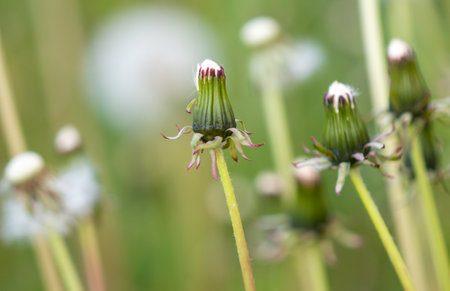 Fluffy dandelions in nature. Macroの写真素材
