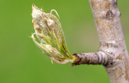 Opening bud on pear branch in spring. Nature