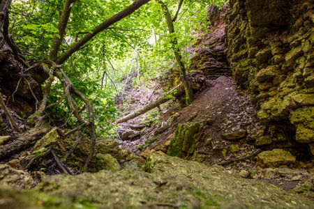 Rock formation in the forest in nature in summer